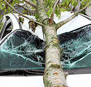 Услуги юриста при падении дерева на автомобиль Нижний Тагил