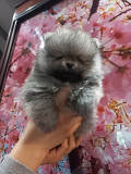 Шпицемишки Нижний Тагил