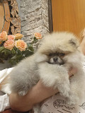 Шпицемишки Нижний Тагил